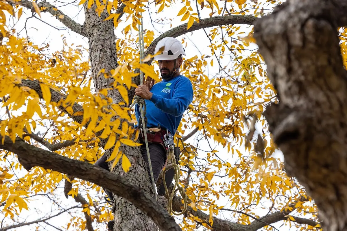 Skilled Tree Planting crew working in Greeley